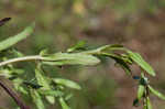 Neckweed